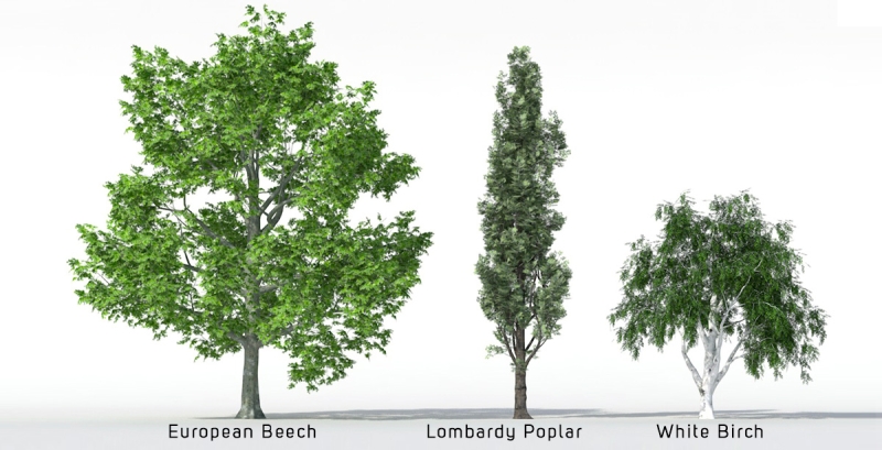 3D Trees - Volume 01